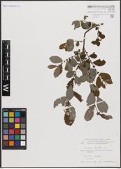Foto von Salix aurita L.